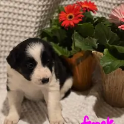 ABCA Border Collie Puppies