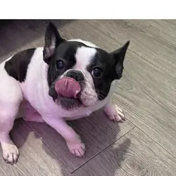 Female French Bulldog – 2 Years Old – Healthy