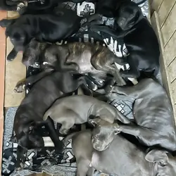 AKC Cane Corsos