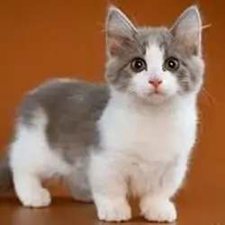 Brindle Female Munchkin Kitten
