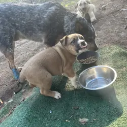 KangalxBully puppies