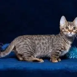 Affectionate Munchkin Kittens Ready Now