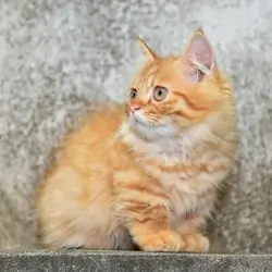 Excellent Munchkin Kittens Ready Now