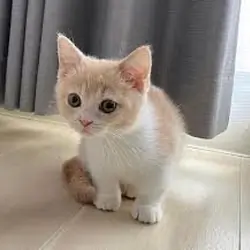 Royalty Munchkin Kittens Available