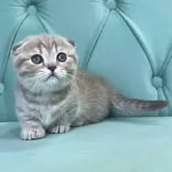 Vet Checked Munchkin Kittens Ready Now