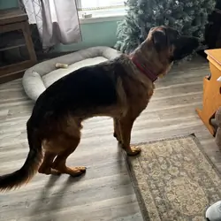 GSD