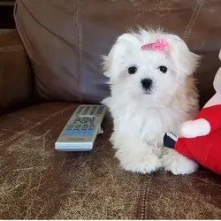 Beautiful Maltese puppies available for sale