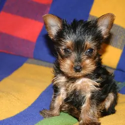 Tea Cup Yorkie Puppies For Sale