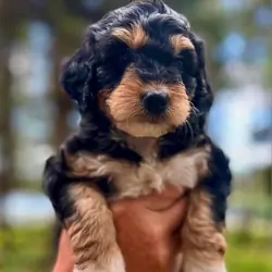 BEAUTIFUL TRI COLORED MINI POODLE STUD