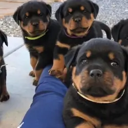 Rottweiler Puppies available for adoption