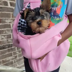 Yorkie pup (1 boy) shots included