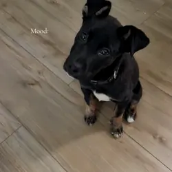 Terrier Mix Puppy