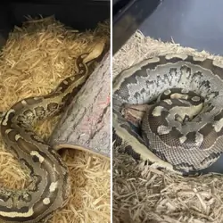 Borneo short tail male and female pair