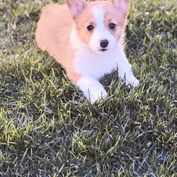 Corgi