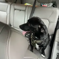 Lab/terrier mix 2 yr old dog