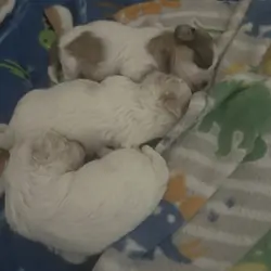Bicon/Chihuahua puppies