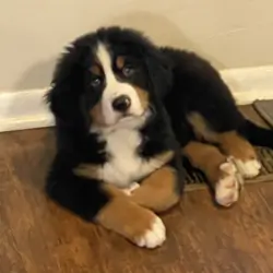 AKC Bernese Import Puppies!