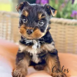 Yorkie puppies