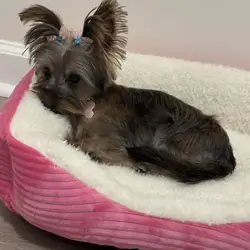 Teacup yorkie female