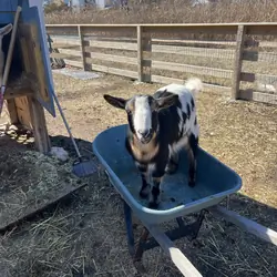 Goats