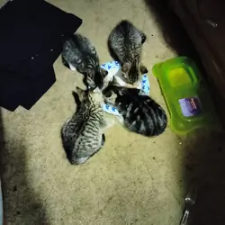 Free Kittens
