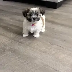 Puppy