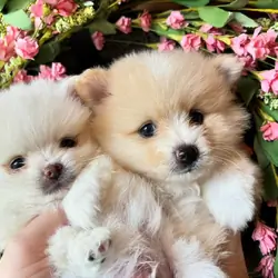 Pomeranians