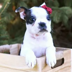 Boston Terrier  puppy 🐶