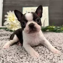Boston Terrier puppies