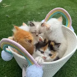 Persian kittens