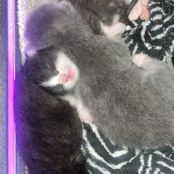 Rehoming kittens