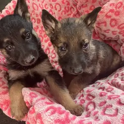 Puppy