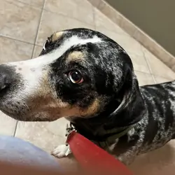Catahoula  hound