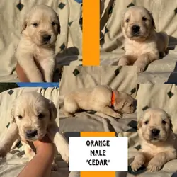 Golden Retriever pups