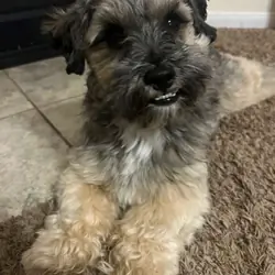 Bean - Schnoodle (2 years old)
