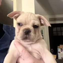French bulldog/pug (frugs) puppies