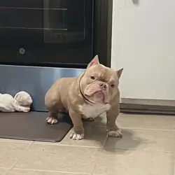 American Bully