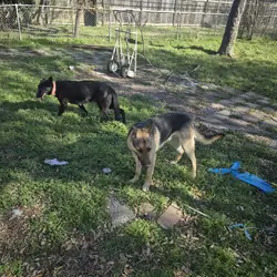 German shepherd puppies