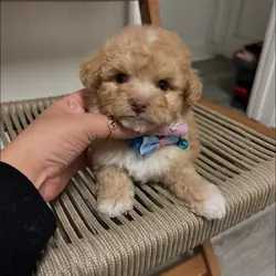 Maltipoo