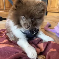 Pomeranian puppy