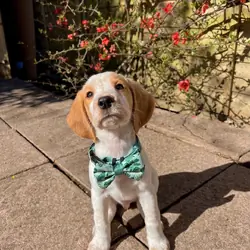 Beagle Puppies
