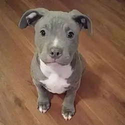 Wanting  pitbull puppy to give a happy life