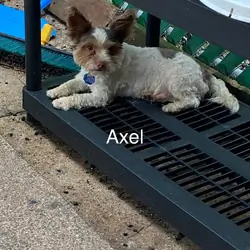 Axel ( biro biewer terrier)
