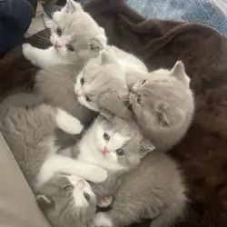 British shorthair kittens