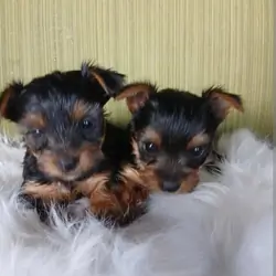 Tea Cup Yorkie puppies