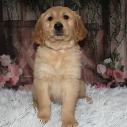 AKC Golden Retrievers