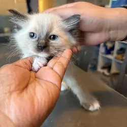Ragdoll kittens