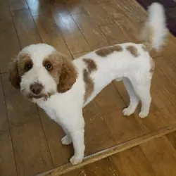 AKC Red & White Parti Poodle  – 10/10 red, 40 lbs.