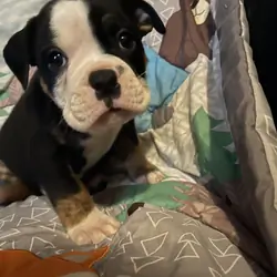 Bulldog puppies