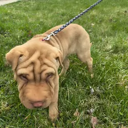 Shar Pei mix